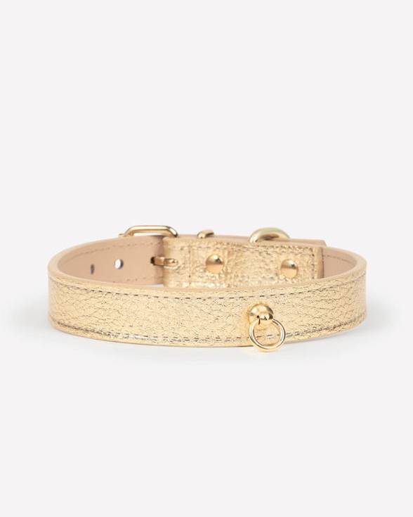 Gold metallic collar walk kit set, perfect for urban walks with Tibetan Terriers and Keeshonds