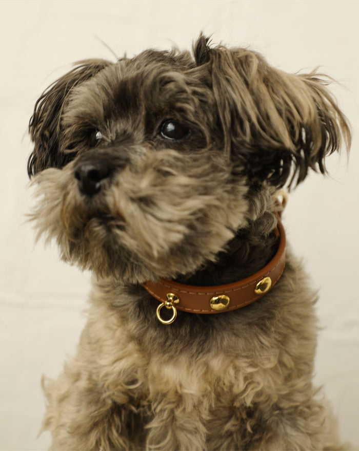 Modern leather dog collar with stud detailing and durable premium finish . Updated May 2026.