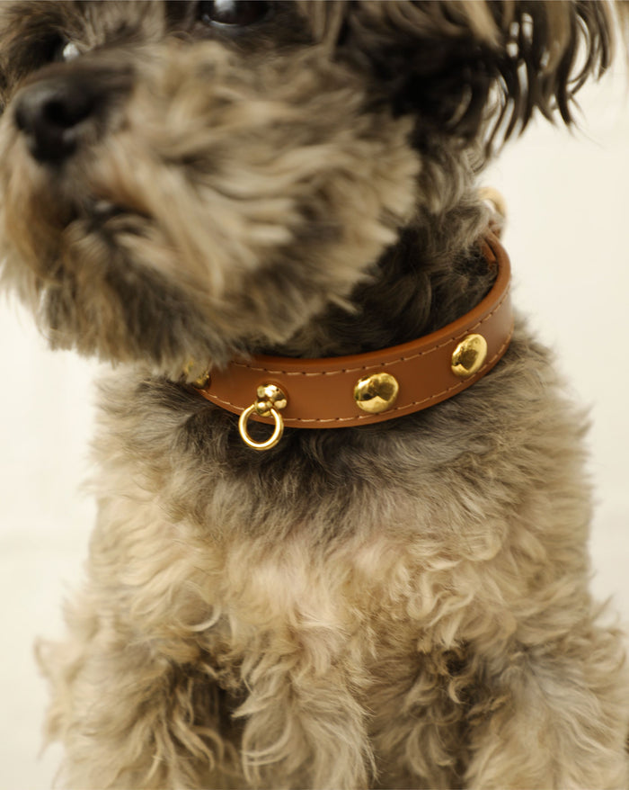 Camel leather pet accessory collar great for elevated everyday dog style . Updated May 2026.