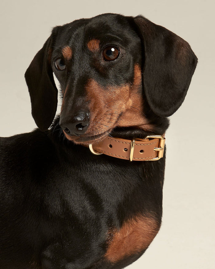 studded camel leather dog collar detail, durable accessory with gold hardware. Updated May 2026.