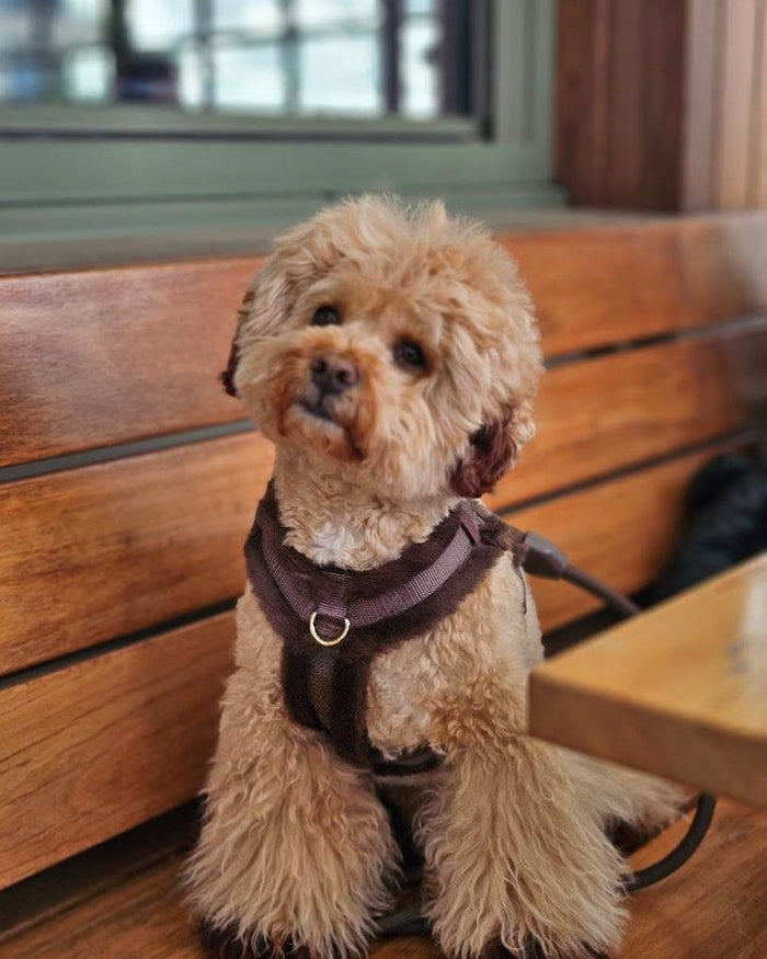 dog harness – On Cloud K-9 Mocha Teddy Dog Harness