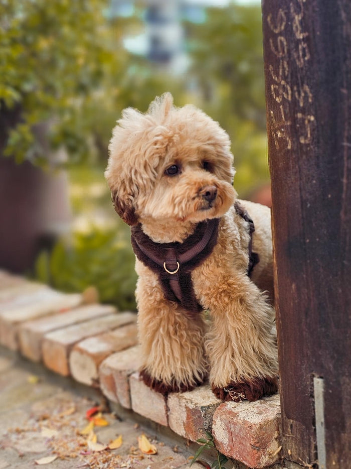 On Cloud K-9 Mocha Teddy Dog Harness dog harness for everyday style