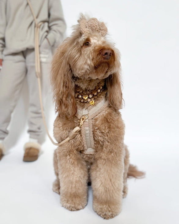 toffee dog harness close up teddy fabric dog harness with gold hardware