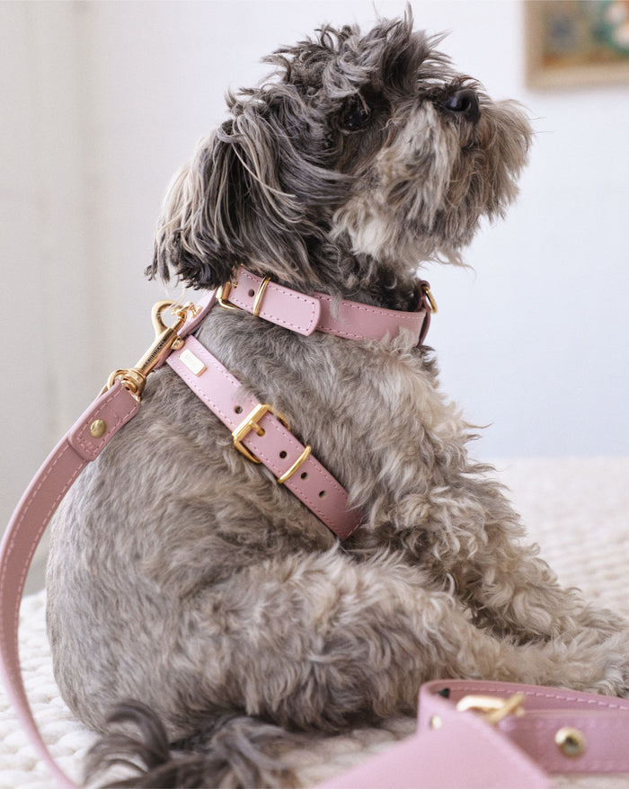 Palermo mauve leather dog harness and leash kit, stylish and comfortable for medium dogs, perfect for secure outdoor walks