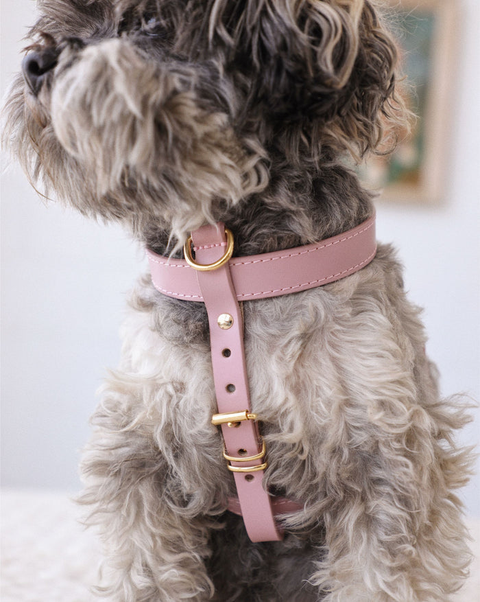 Close-up of mauve leather dog harness showing adjustable straps and premium stitching for small to medium dogs’ comfort