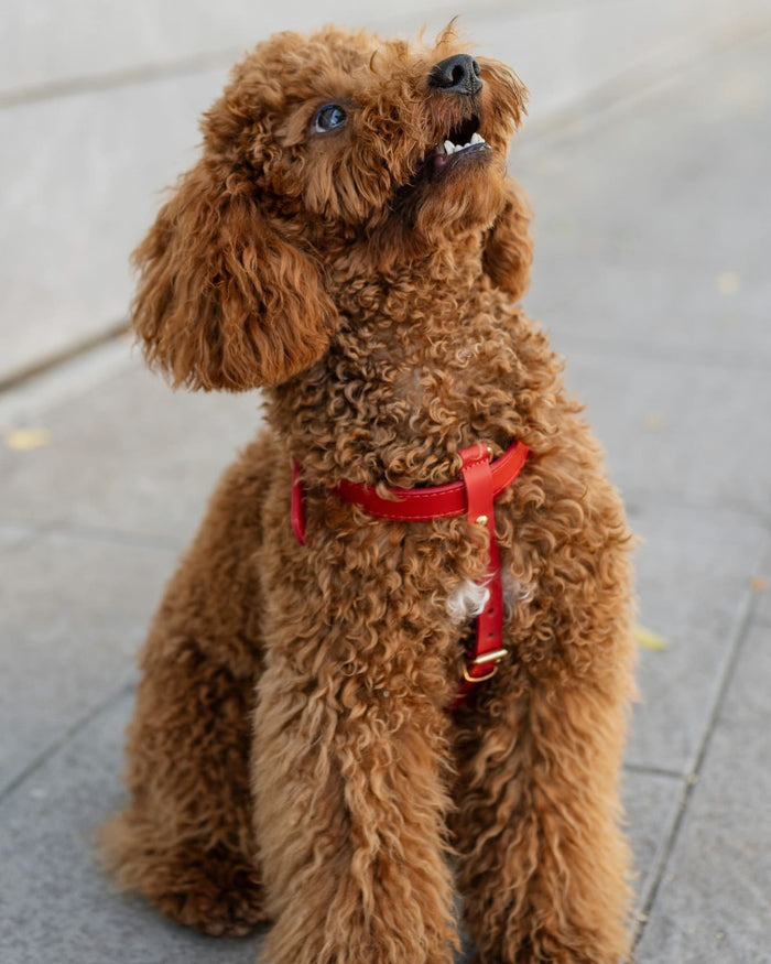 Palermo Red Leather Dog Harness