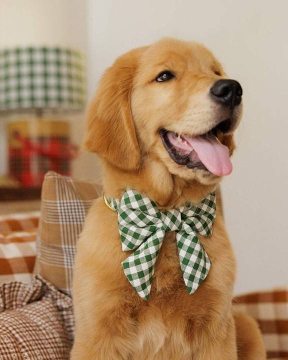 Cute green gingham lady bow for small dogs like French Bulldogs and Schnauzers.