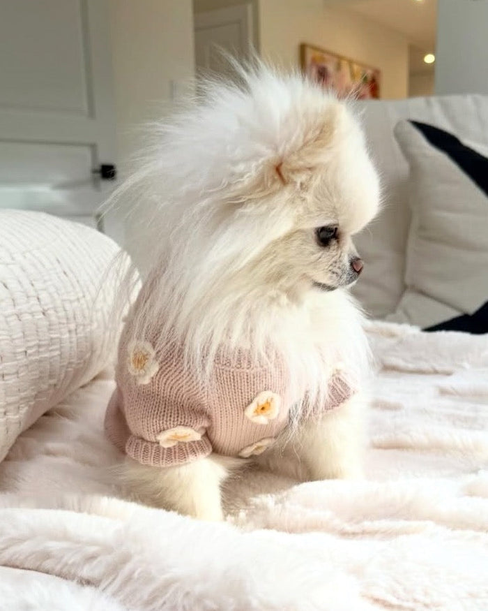 Petal Perfect Blush Daisy Dog Sweater