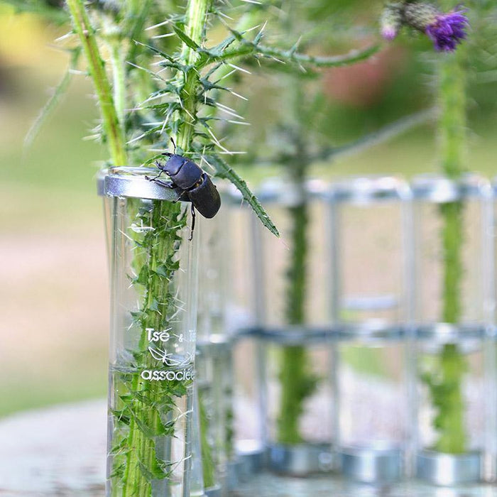 détail du tube de vase d'avril avec logo et zoom sur chardon et insecte - tsé tsé