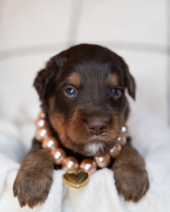 Champagne pearl dog necklace on small dog, elegant and premium accessory