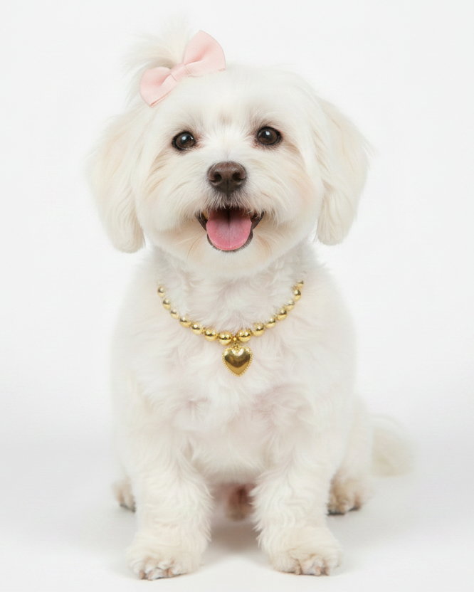 A small white dog sitting against a white studio background, wearing a gold beaded collar with a heart-shaped pendant and a pink bow in its hair.
