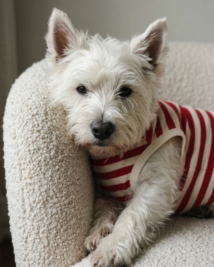 red striped dog tank close up casual dog clothing summer pet outfit