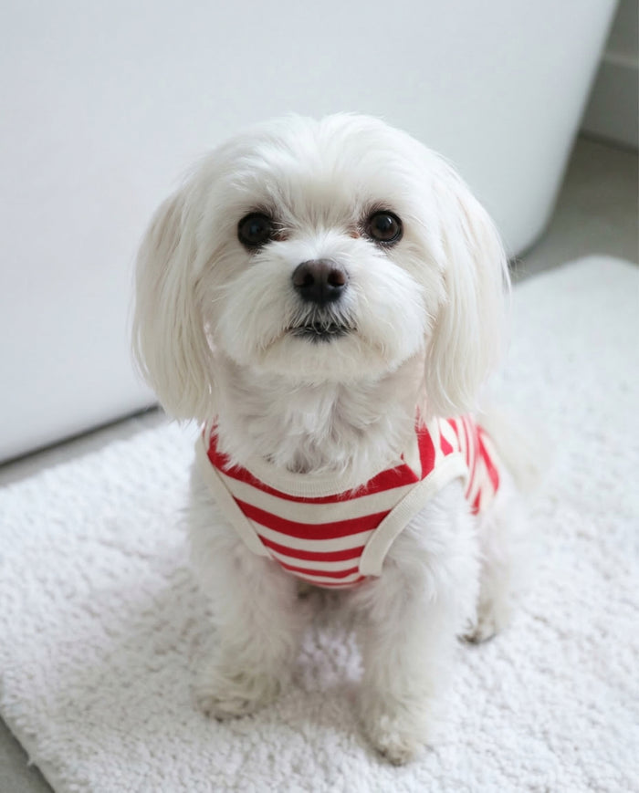 red striped dog tank close up casual dog clothing summer pet outfit