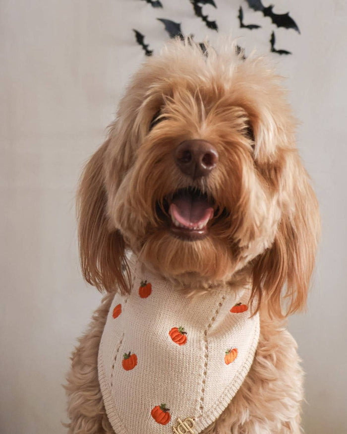 Pupkin Spice Dog Bandana – stylish dog bandana in spice