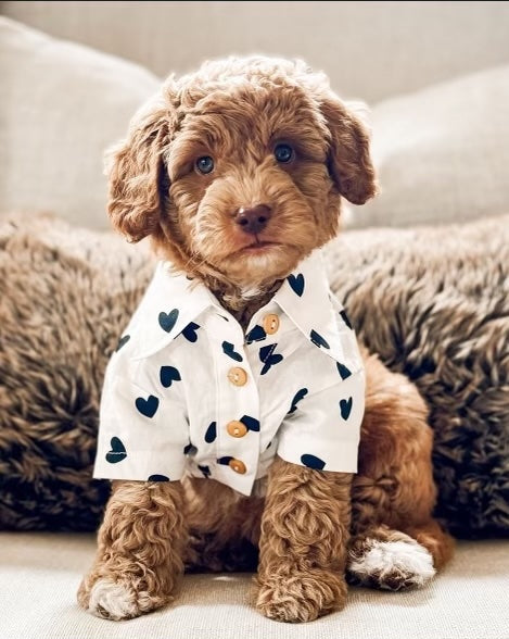 Puppy Love Heart Print Dog Shirt for poodles