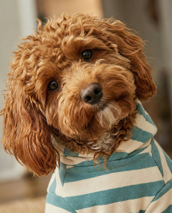 Sporty striped dog hoodie with cotton fleece and ribbed trim, lightweight and cozy dog apparel for active pups