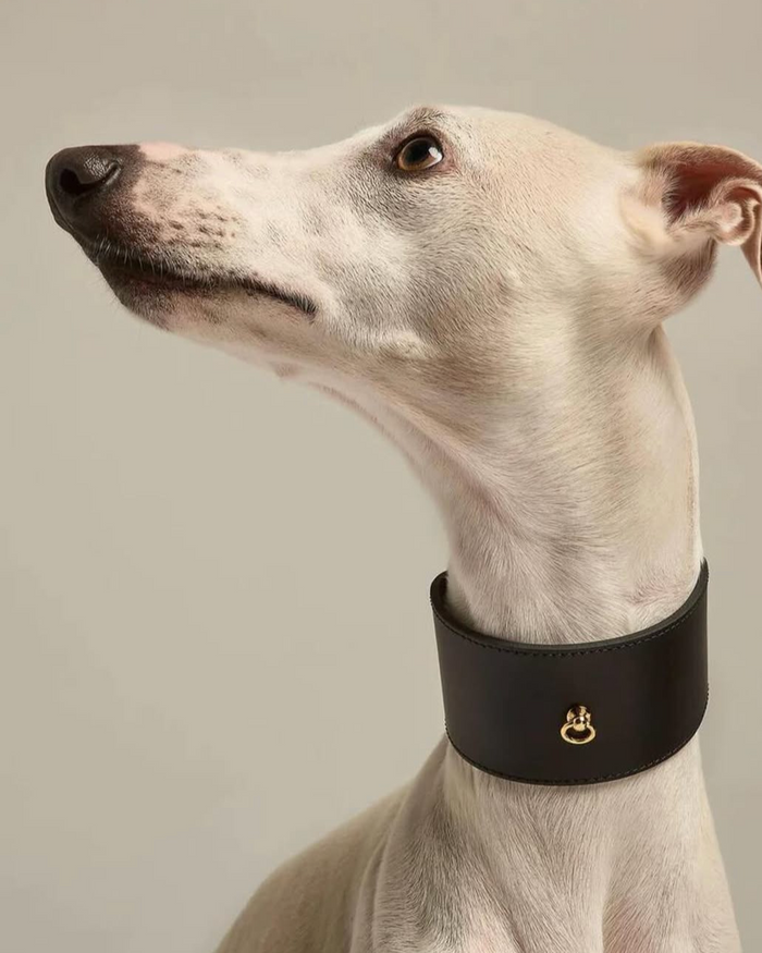 Front view of Roma black leather dog collar, wide and durable design