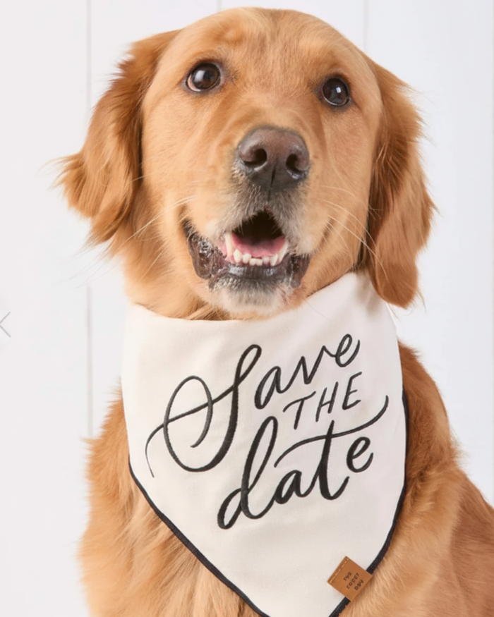 Soft wedding themed pet bandana designed for engagement and celebration photos . Updated June 2026.