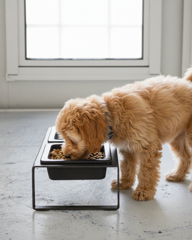 side angle black elevated dog bowls ceramic dish in metal frame minimalist dog feeding station