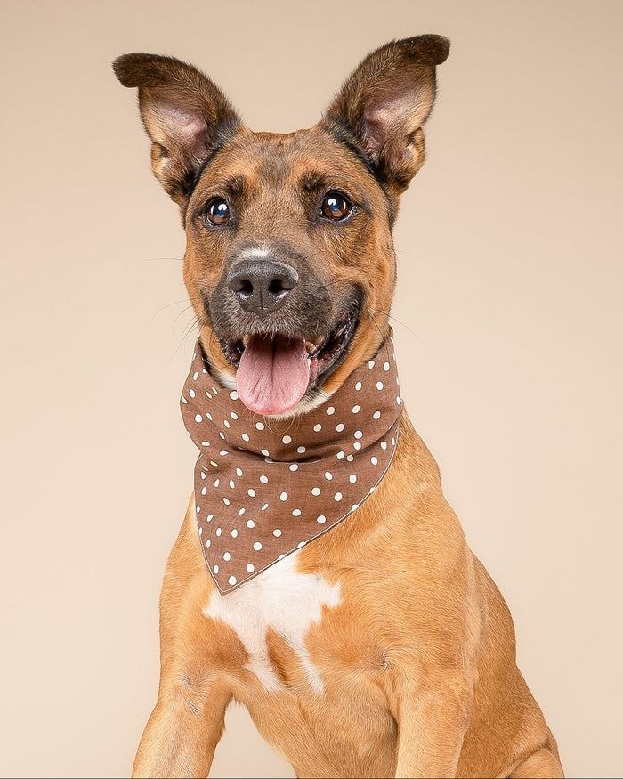 Chocolate Brown dog bandana – Spot the Cutie Chocolate Dog Bandana