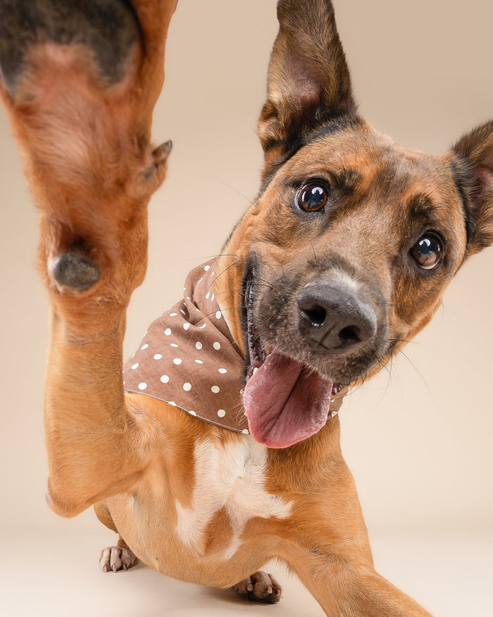Spot the Cutie Chocolate Dog Bandana, dog bandana for stylish dogs with chocolate brown