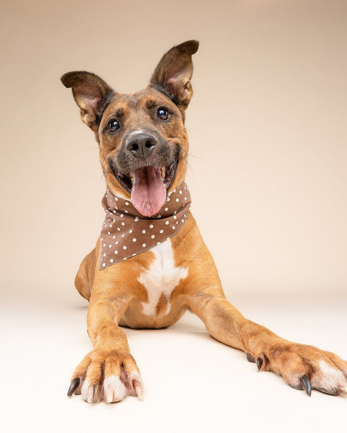 Spot the Cutie Chocolate Dog Bandana – cute dog bandana featuring chocolate brown