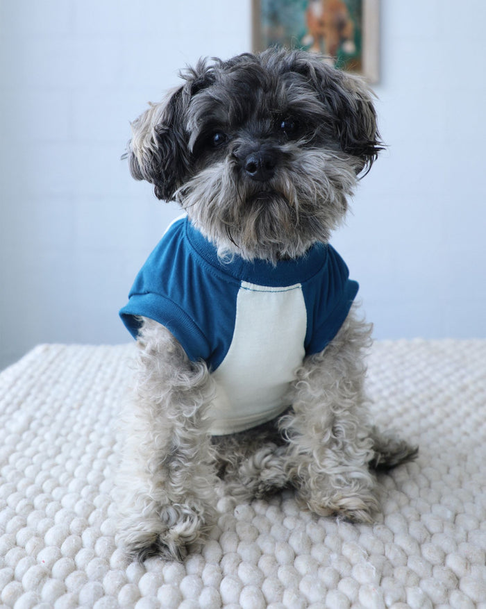 Stay Gold ivory and blue muscle dog t-shirt with breathable sleeveless design, perfect for summer wear on French Bulldogs, Pugs, Corgis, and small dogs