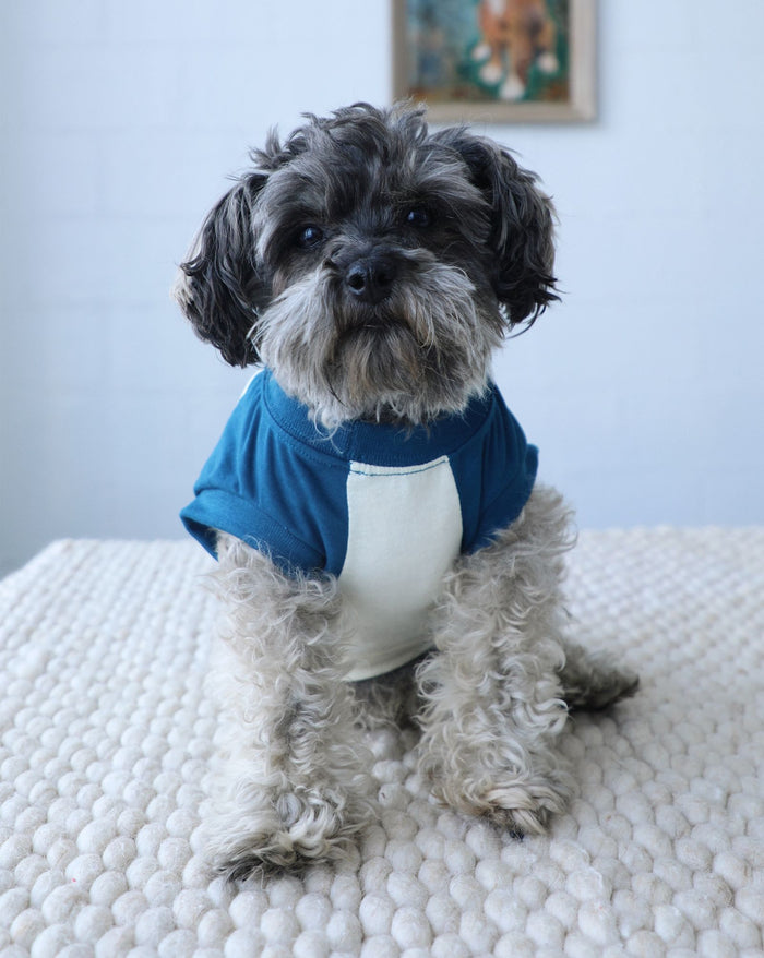 Breathable blue dog muscle t-shirt for outdoor play and walks, perfect for Boston Terriers, French Bulldogs, Beagles, and sporty pups