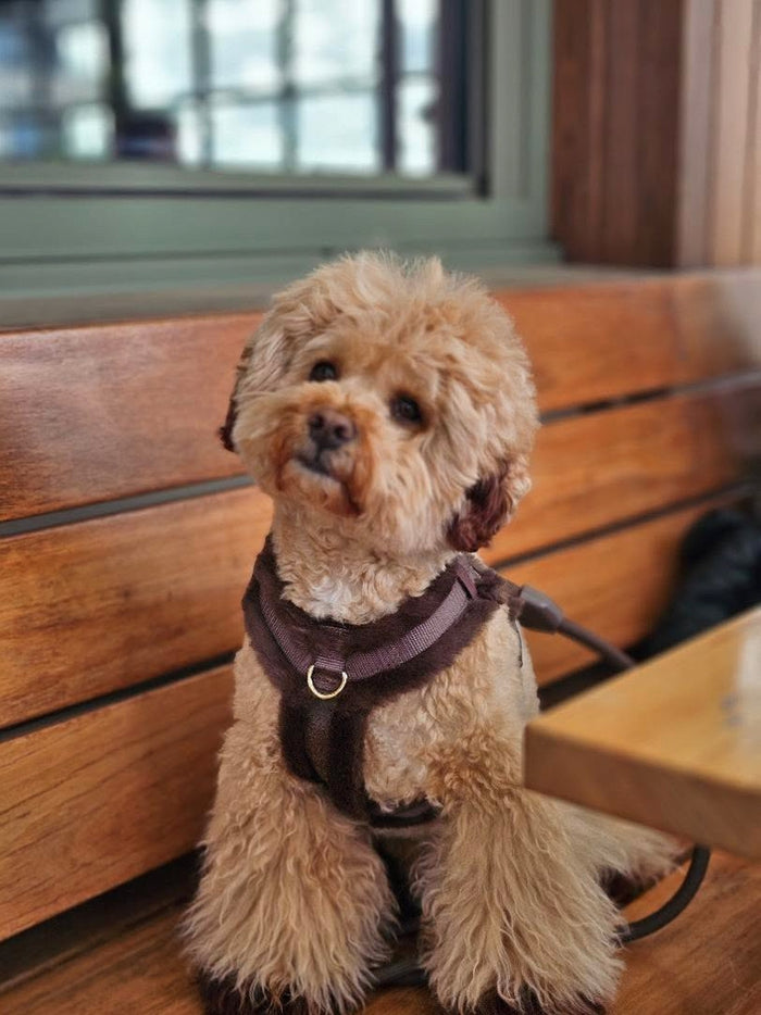 Hands-Free Waterproof dog leash – Sunday Stroll Hands-Free Mocha Dog Leash