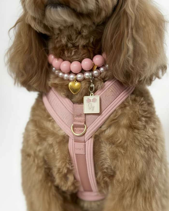 Chihuahua styled in a rose dog harness, perfect for everyday outings.