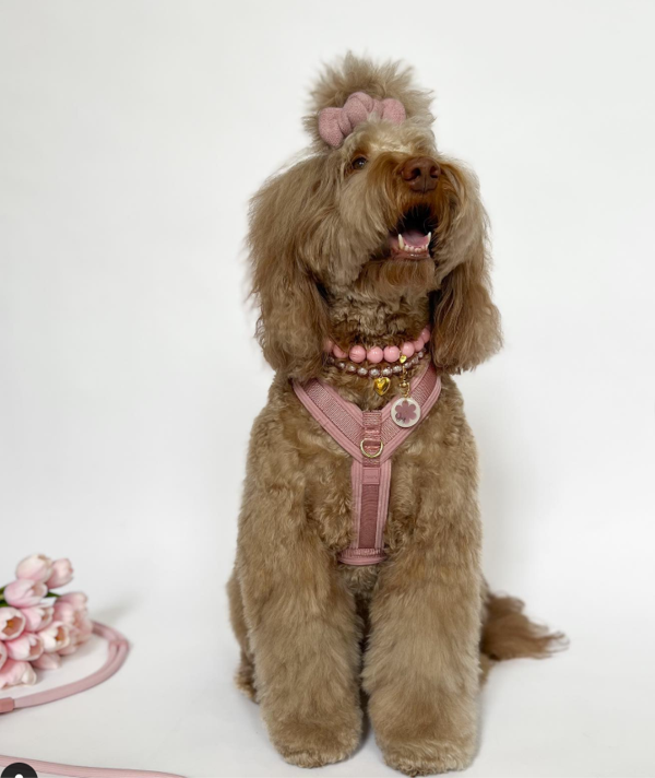 Pug styled in a lightweight rose harness, designed for comfort and durability.