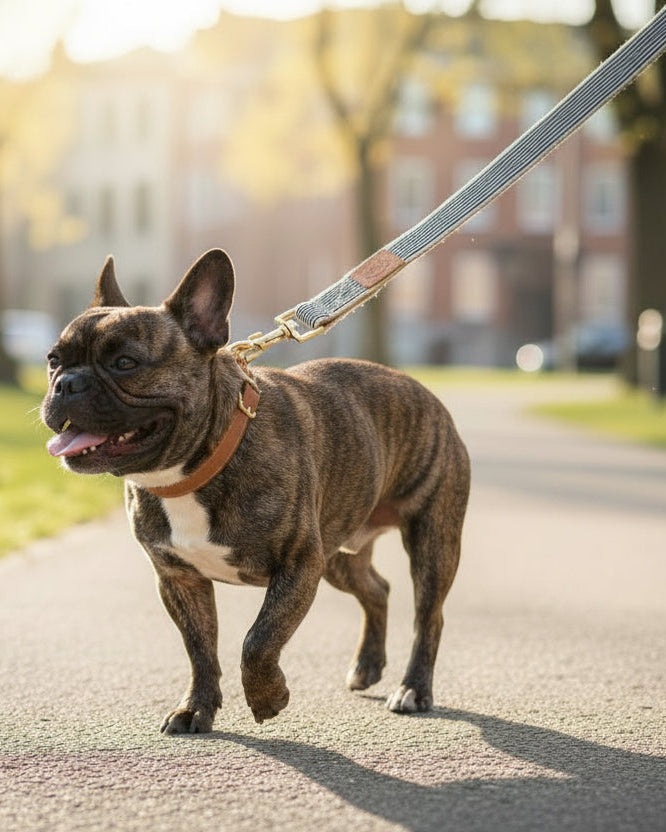 navy stripe leash close up durable brass hardware cotton webbing dog leash