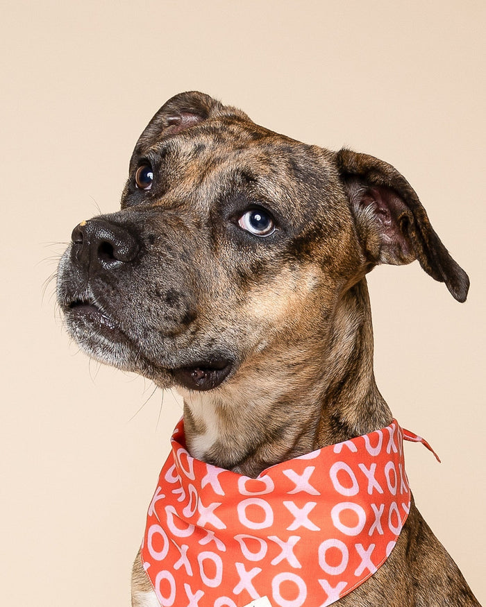 Cozy Valentine’s Day bandana for small-medium dogs. Great fit for Boston Terriers, Cavaliers, and French Bulldogs.