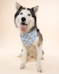Sweet Tooth Blue Dog Bandana, playful and stylish for Pugs, Cocker Spaniels, and Mini Aussies during everyday adventures.