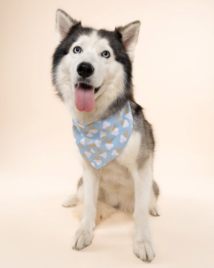 Sweet Tooth Blue Dog Bandana, playful and stylish for Pugs, Cocker Spaniels, and Mini Aussies during everyday adventures.