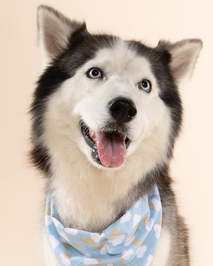 Sweet Tooth Blue Bandana for fun-loving dogs like Pugs, Mini Schnauzers, and Cavaliers. Great for casual or festive occasions.