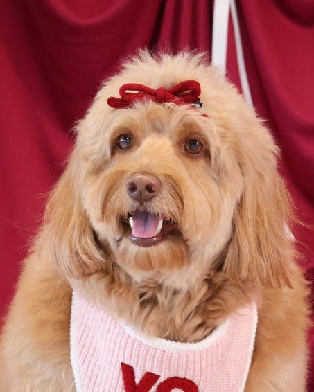 Cute red pet bow designed for grooming, styling, and elegant dog fashion looks. Updated May 2026.
