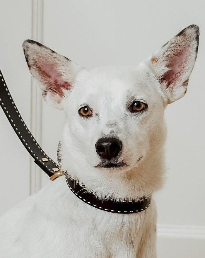 Premium black leather collar and leash set for daily walks, perfect for small and medium-sized dogs like Cocker Spaniels and Beagles.