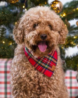 Cozy flannel dog bandana with classic tartan pattern, lightweight for easy wear, great for dachshunds, cavapoos, and corgis