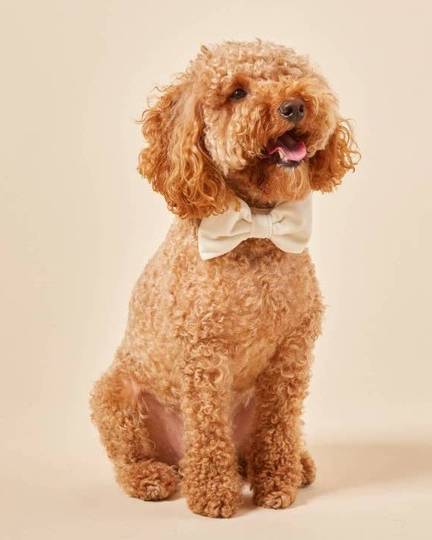 Elegant ivory wedding dog bow tie, a stylish accessory for your pup's special day