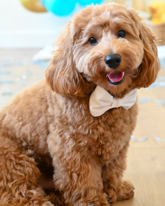 Trés Chic Ivory Velvet Bow Tie