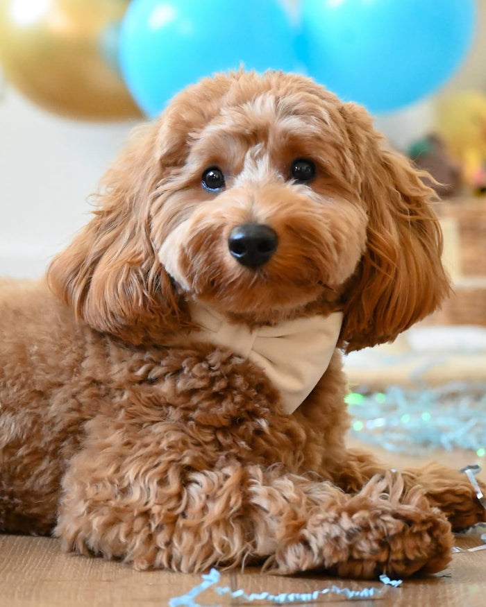 Trés Chic Ivory Velvet Bow Tie
