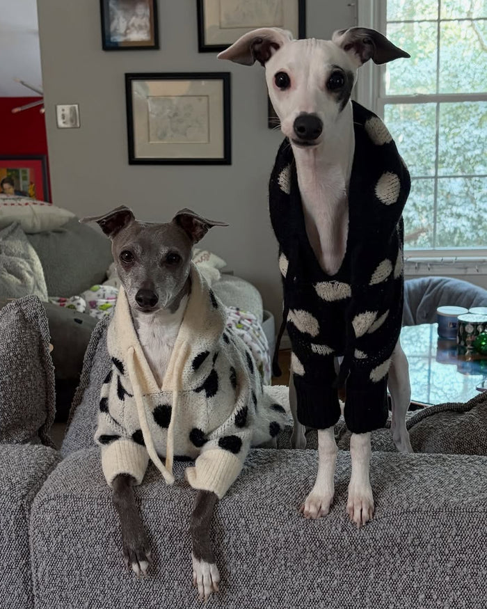 Everyday polka dot dog sweatshirt combining comfort and timeless style, easy to wear year round, great for poodles, shih tzus, and French bulldogs