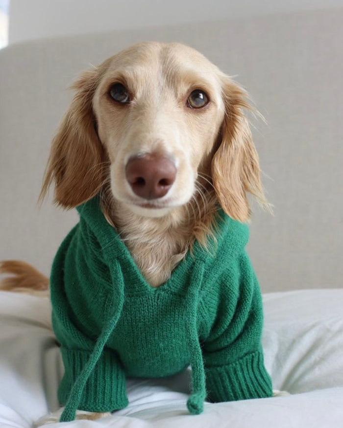 Venice Green Dog Hoodie cute corgi clothes