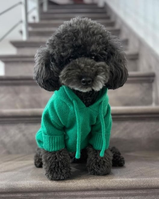 Venice Green Dog Hoodie cute corgi shirts