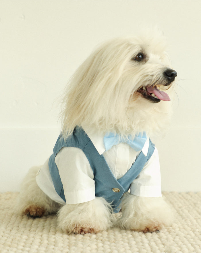 blue wedding dog suit detail vest and bow tie close up