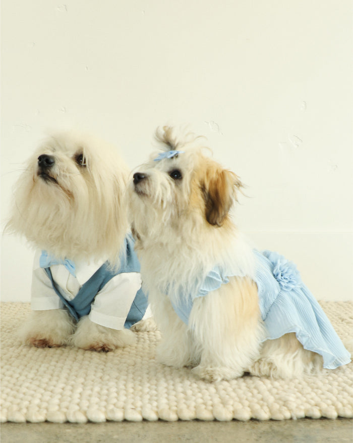 blue wedding dog suit walking lifestyle image