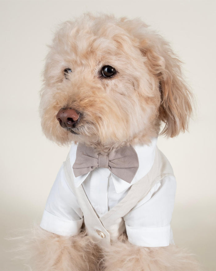 Elegant blue dog formal wear with three-fer layered look, great for engagement photos, weddings, and parties on Cavaliers, Corgis, and Mini Poodles