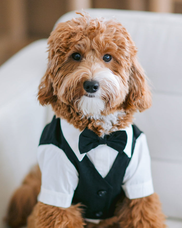 Classic black wedding suit for dogs designed for formal celebrations and special occasions, polished and comfortable, perfect for French bulldogs and pugs