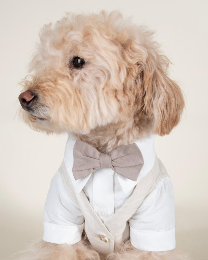 Formal blue button up dog outfit designed for weddings and parties, perfect for Pugs, Shih Tzus, Yorkies, and small companion breeds